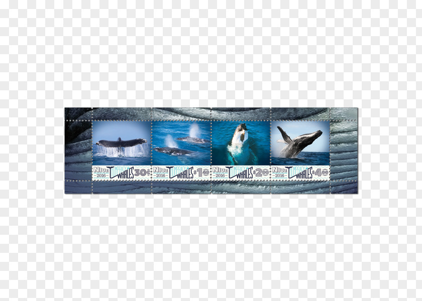 Humpback Whale Advertising Marine Mammal PNG