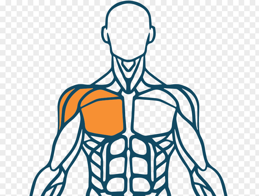 Muscle Human Body Muscular System Finger Back PNG