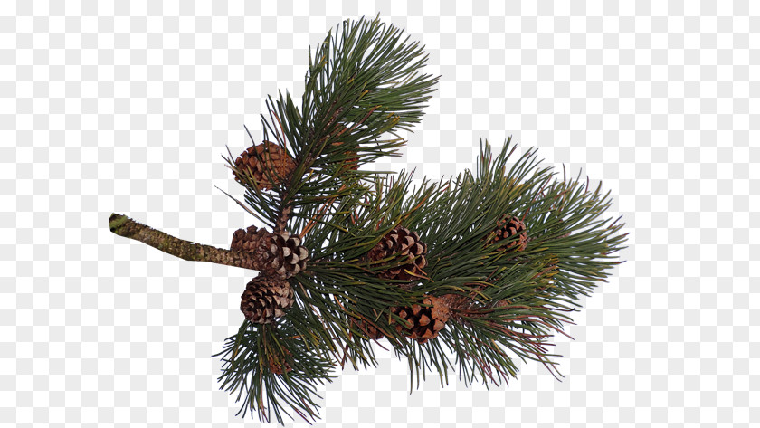 Needle Pine Spruce Conifer Cone Fir PNG