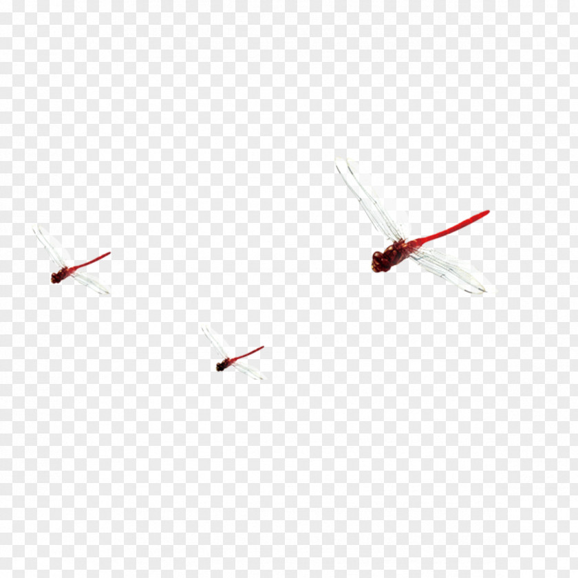 Red Dragonfly Insect Computer File PNG