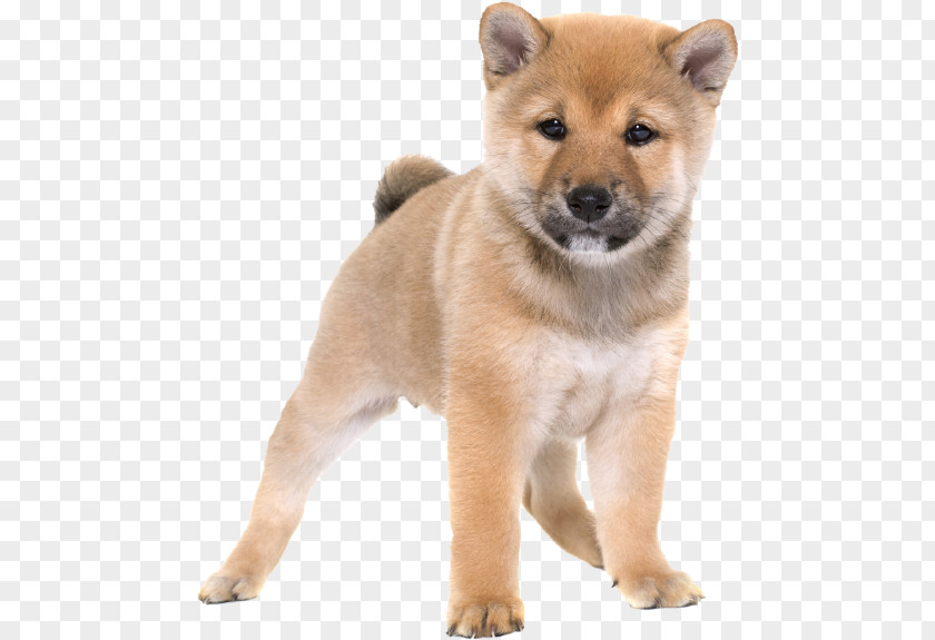 Shiba Inu Akita Finnish Spitz Korean Jindo Hokkaido Dog PNG