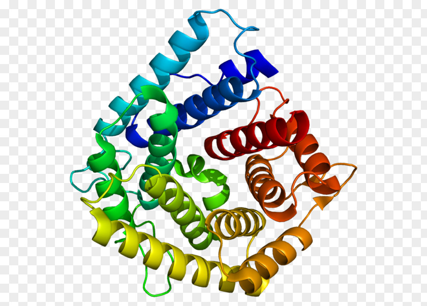 C4A Complement Component 4 System Protein Immunoglobulin M PNG