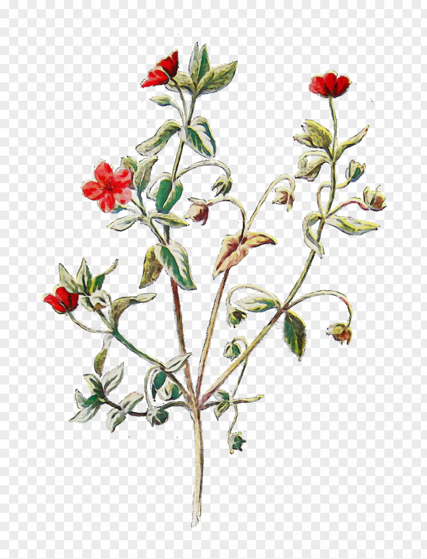 Carolina Rose Cinquefoil Scarlet Pimpernel Drawing Design Wildflower Curtis's Botanical Magazine PNG