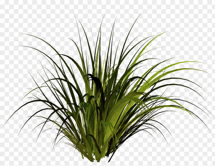Herbaceous Plant Lawn Clip Art PNG