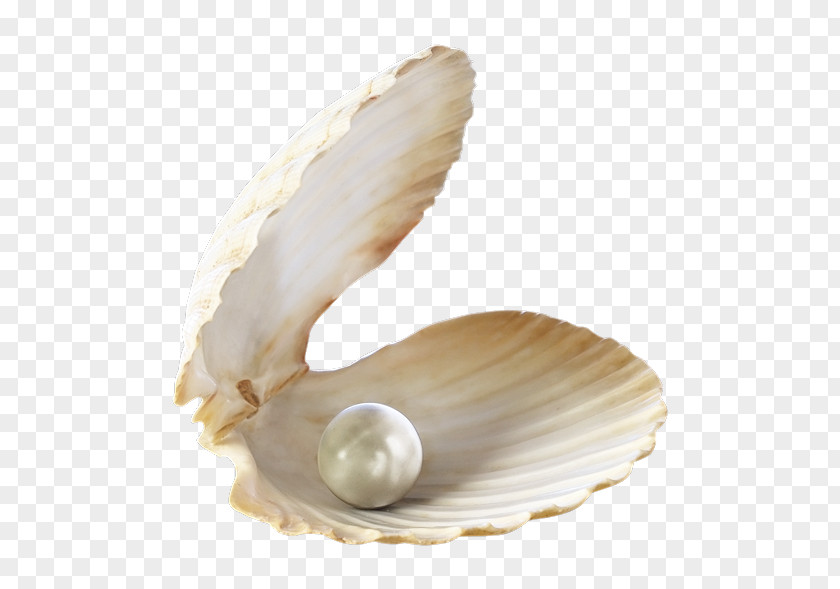 Jewellery Pearl Oyster Birthstone Gemstone PNG