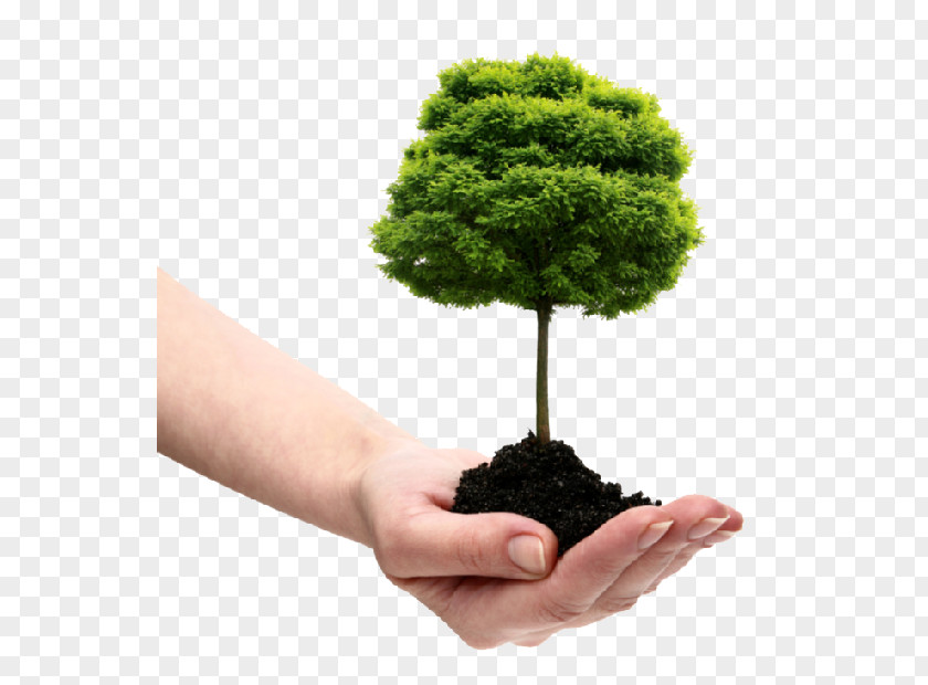 Natural Environment Dujets Tree Experts Inc. Planting Arborist Shrub PNG