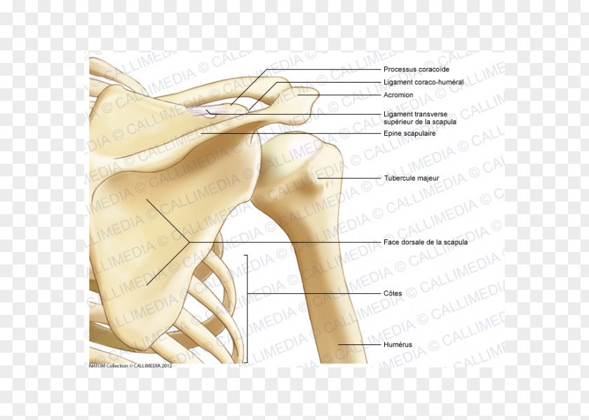 Thumb Shoulder Bone Anatomy Muscle PNG