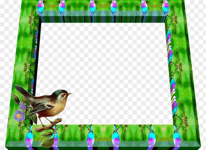 Aves Bird Picture Frames PhotoScape GIMP PNG