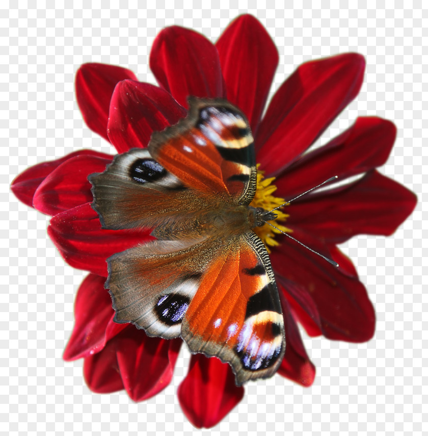 Butterfly Insect Flower Quotation PNG