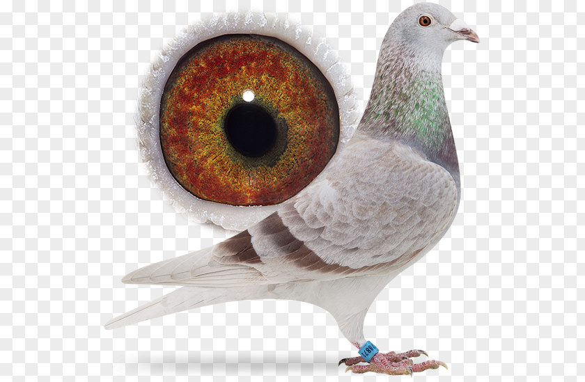 Cat Son Father Brother Columbidae PNG