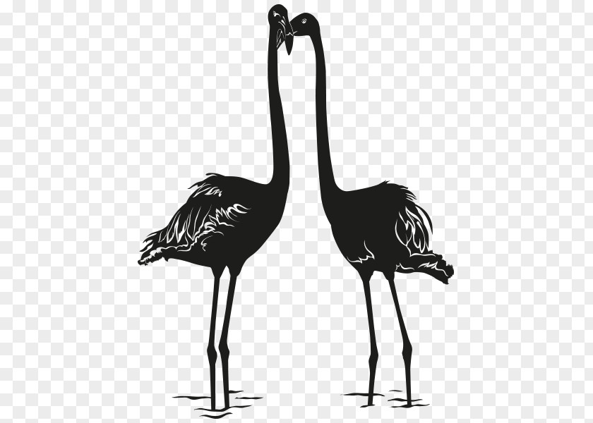 Flamingos Bird Photography Drawing PNG