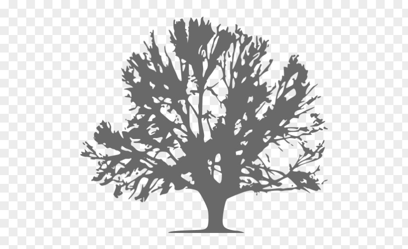 Tree Twig Image Desktop Wallpaper PNG