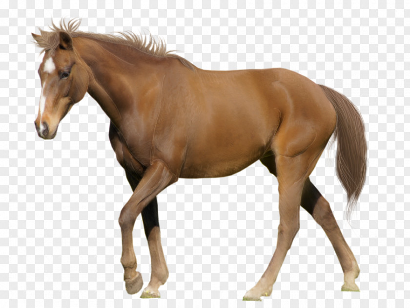 Arabian Horse Belgian Warmblood Andalusian White Desktop Wallpaper PNG