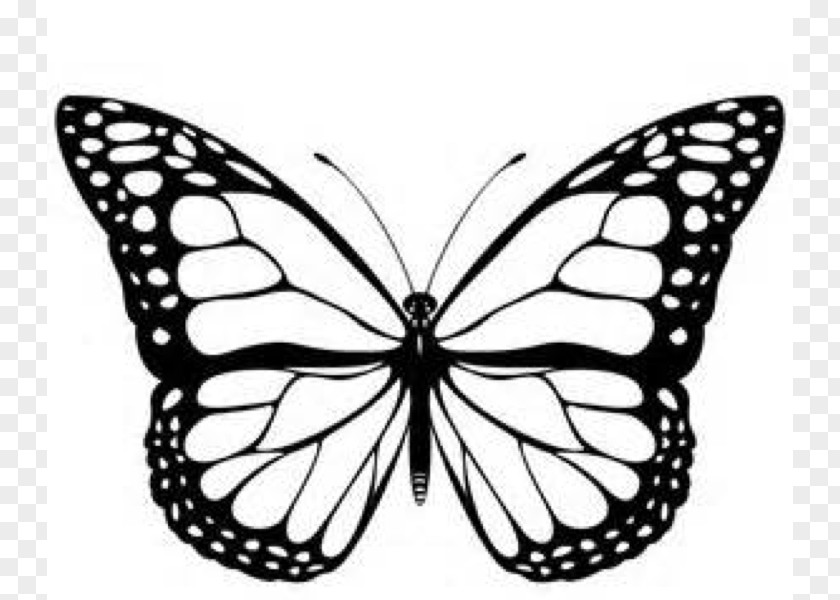 Cartoon Monarch Butterfly Black And White Clip Art PNG
