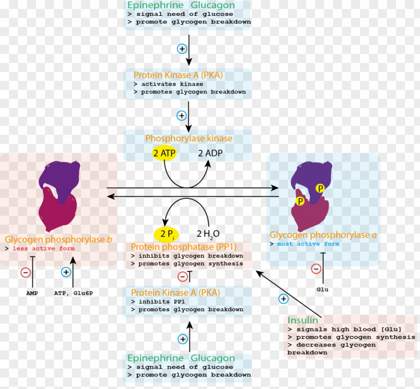 Control Of Glycogen Metabolism Phosphorylase Kinase Synthase PNG
