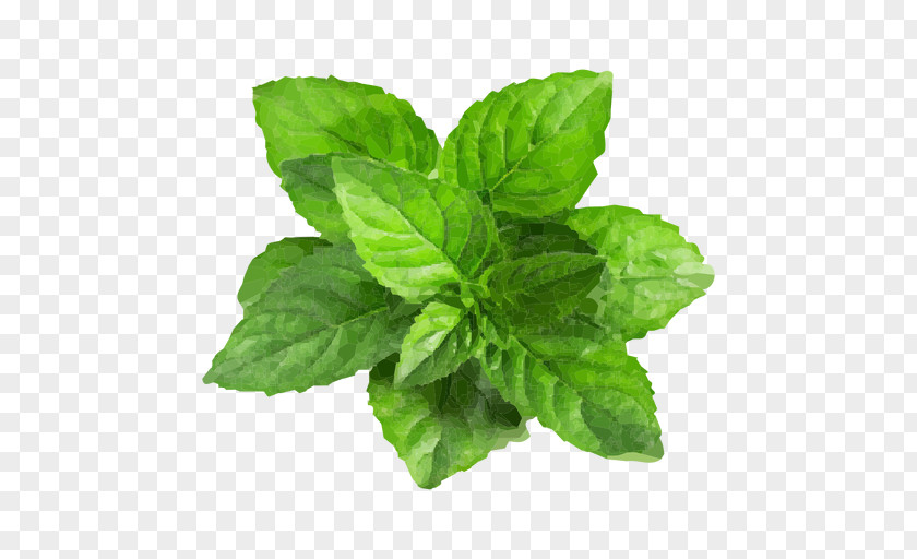 Herb Peppermint Water Mint Mentha Spicata PNG