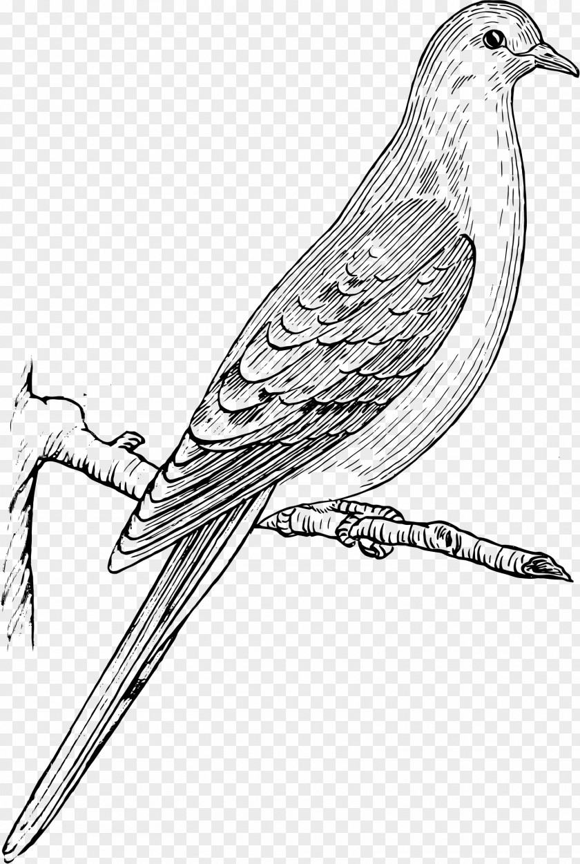 Mourning Columbidae Bird Dove Drawing Clip Art PNG