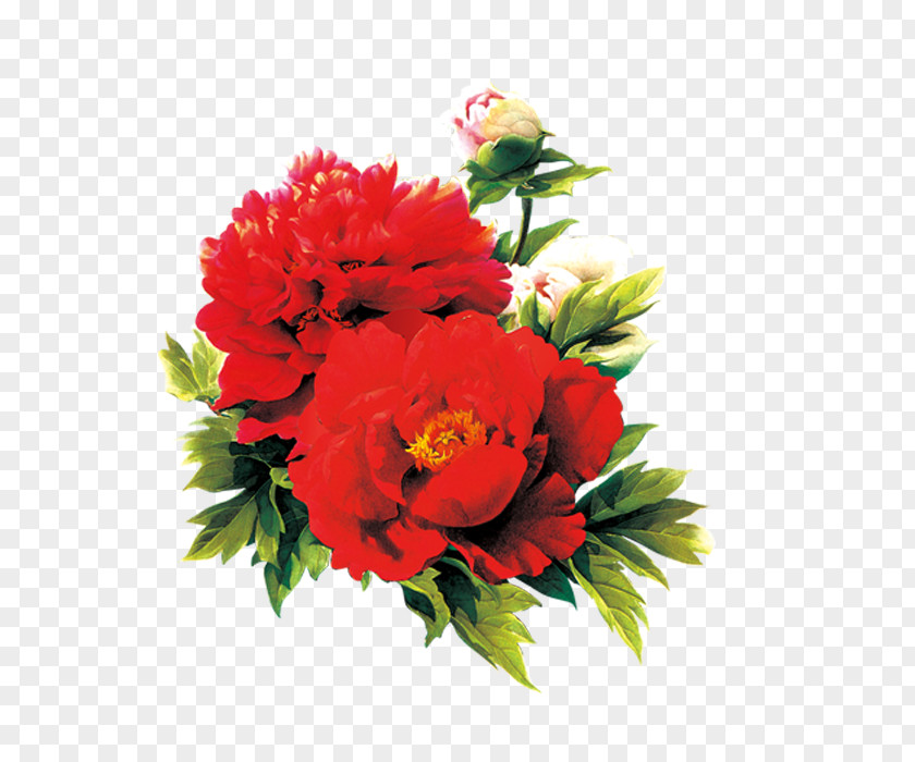 Red Peony Moutan Download PNG