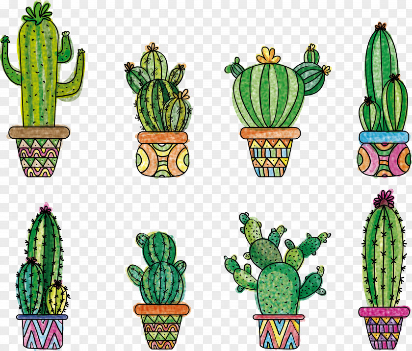 Succulent Plant Terrestrial Cactus PNG