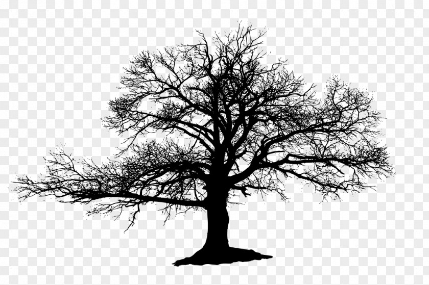 Tree The Lonely Oak Silhouette PNG
