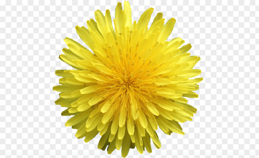 Dandelion Photography Chrysanthemum Cut Flowers PNG