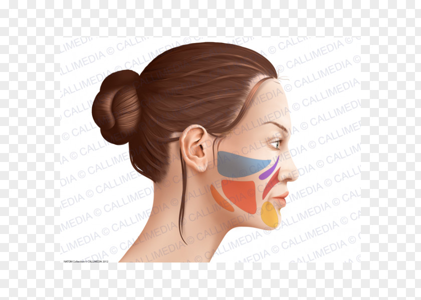 Nose Cheek Anatomia Y Fisiologia Anatomy Physiology Head PNG