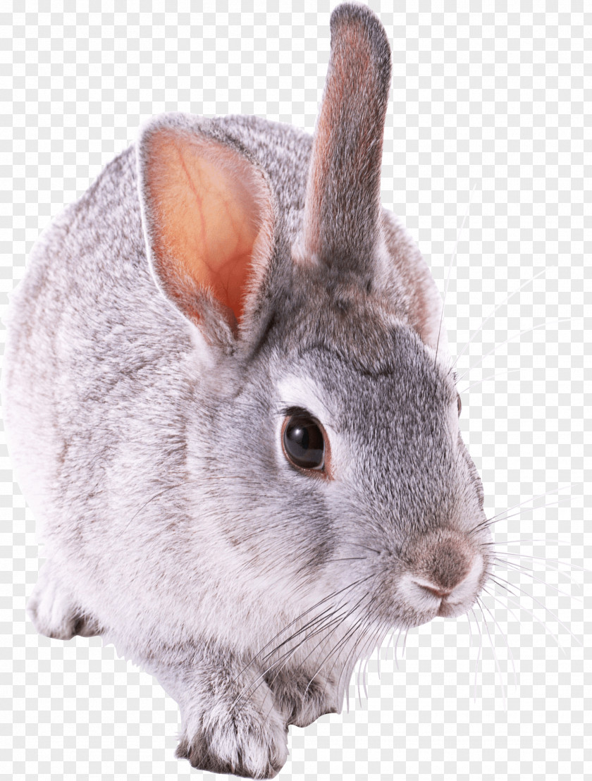 Rabbit Image Guinea Pig Hamster Ferret Chinchilla PNG