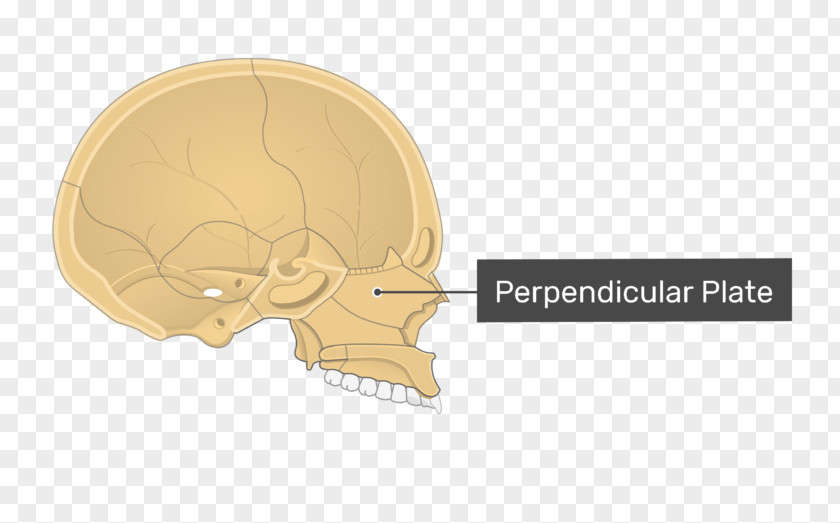 Skull Perpendicular Plate Of Ethmoid Bone A.D.A.M. Interactive Anatomy Vomer PNG
