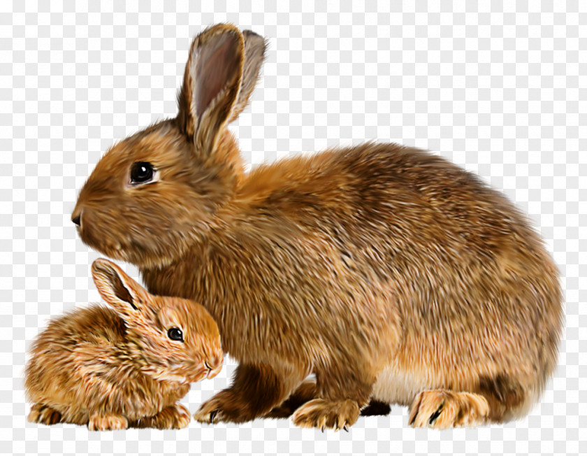 Tube Mother Rabbit Flemish Giant Domestic Mini Lop PNG