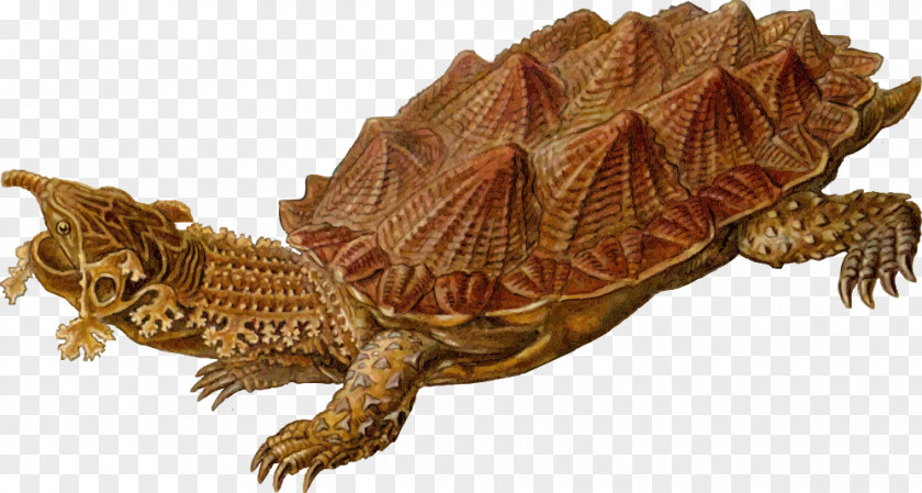Turtle Shell Prehistory Reptile Clip Art PNG