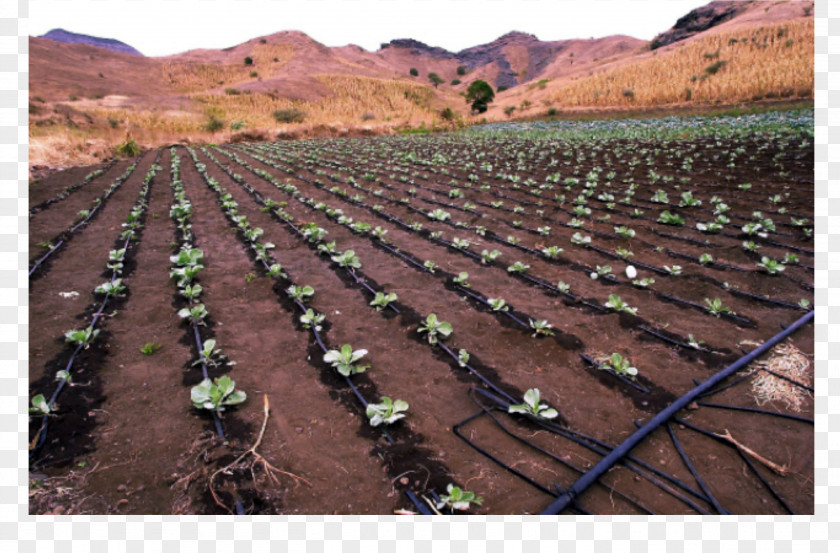 Water Farm Drip Irrigation Agriculture Garden Watering Systems PNG