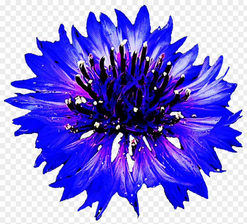 Blue Flower Petal Cobalt Plant PNG
