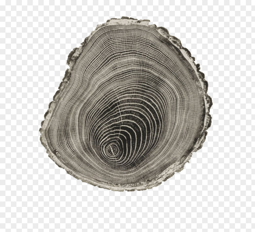 Tree Stump Woodcut Printmaking Artist Drawing PNG