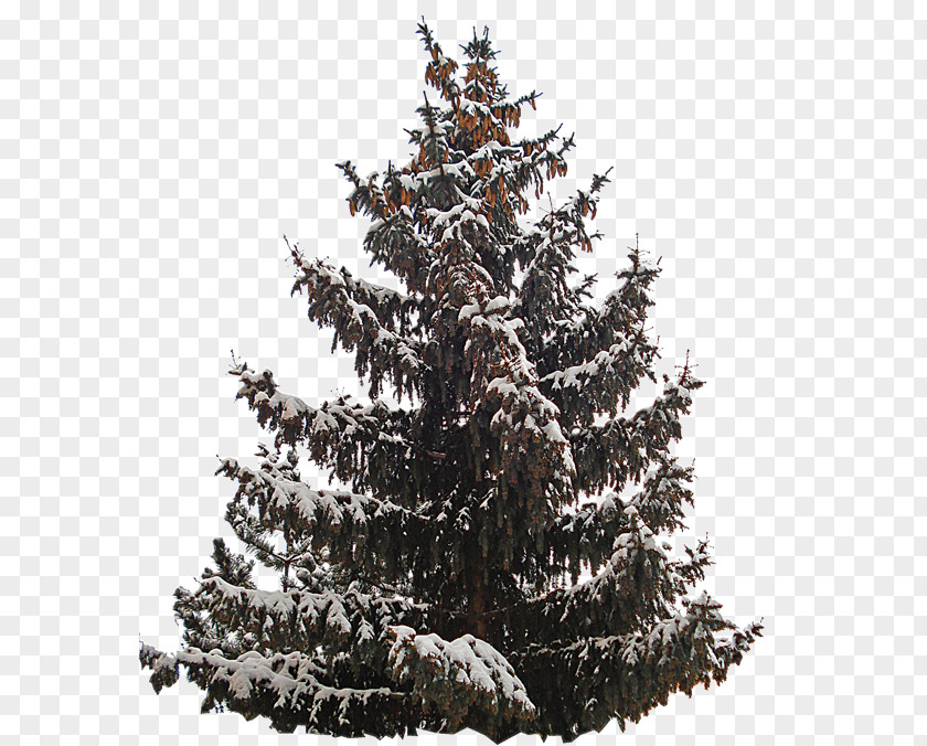 Christmas Tree Spruce Day Ornament PNG