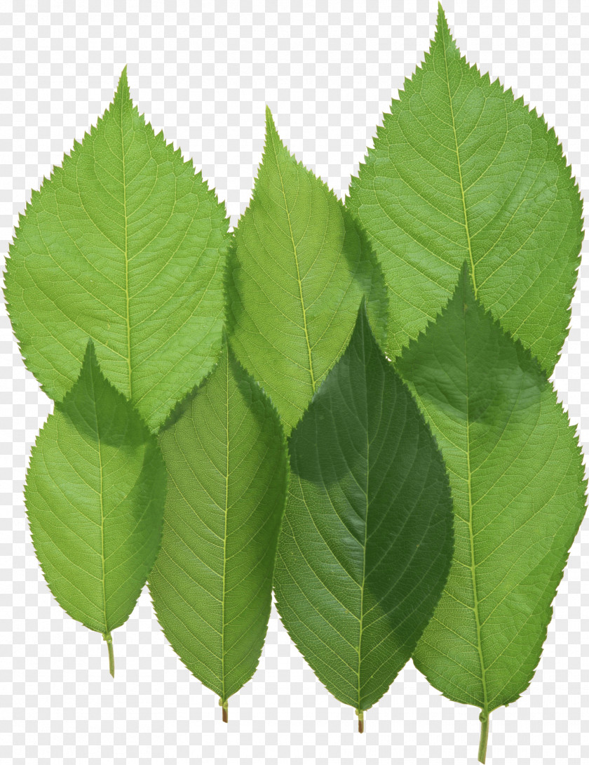 Green Leaf Japan Stock Photography Clip Art PNG