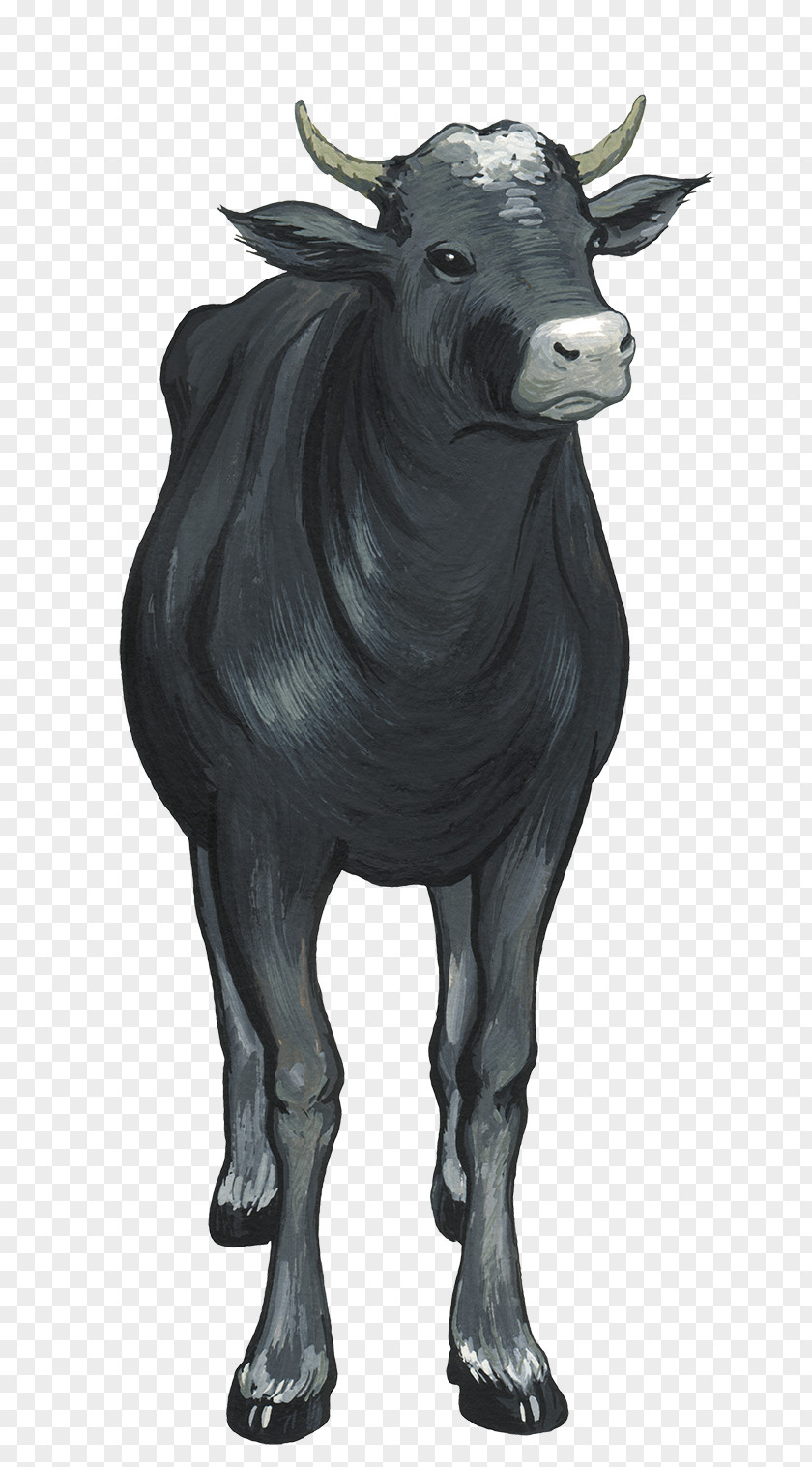 HD Hand-drawn Vector Black Bull Cattle PNG