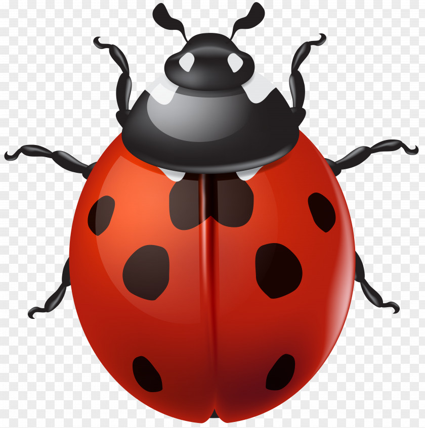 Ladybird Clip Art PNG