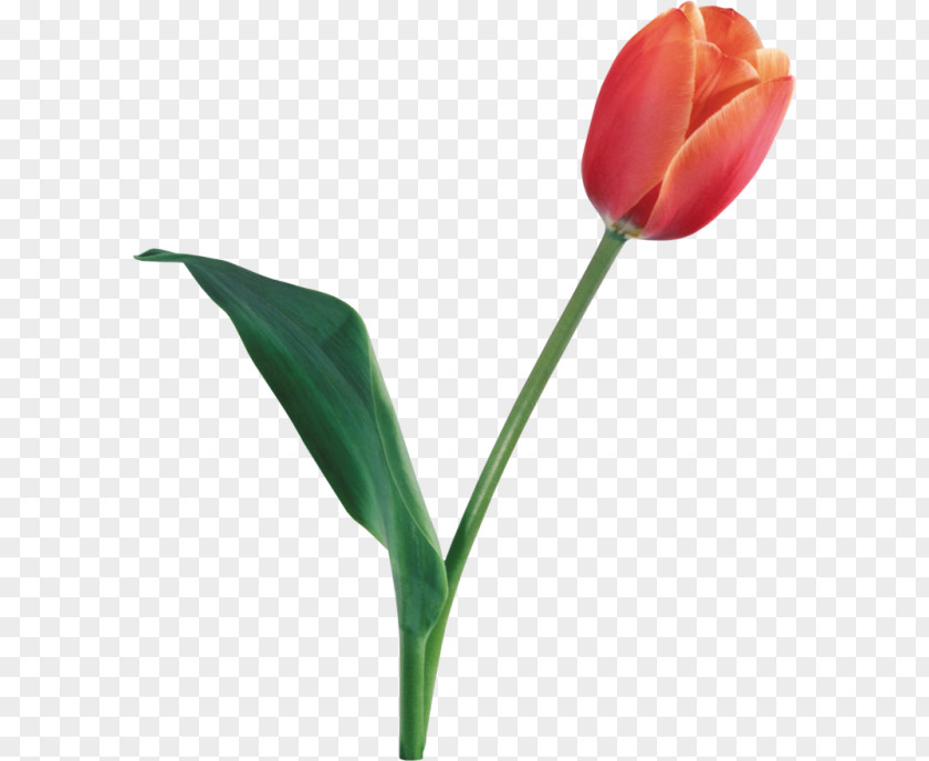 Nice Flower Tulip Clip Art PNG