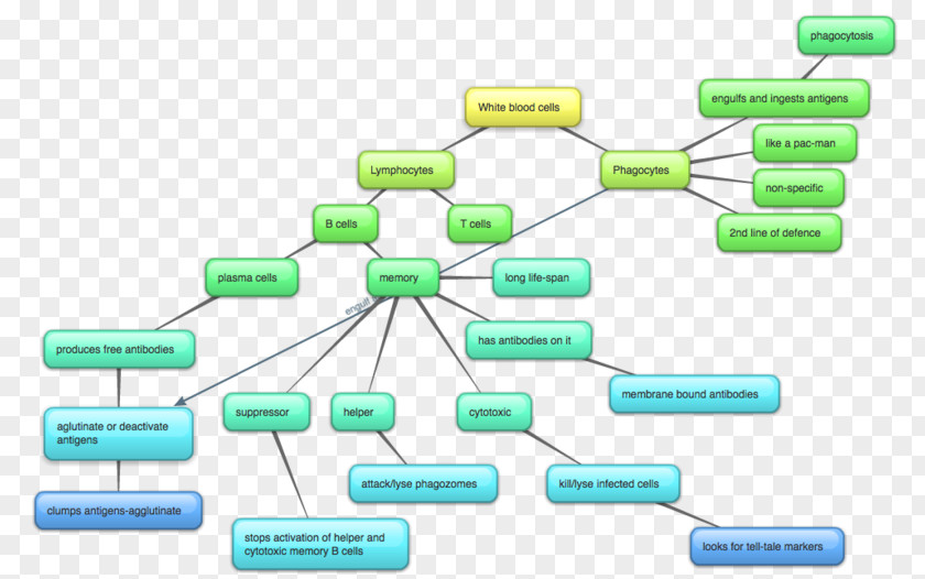 Photosynthesis Animation Kids Essay Writing Organization Chart PNG