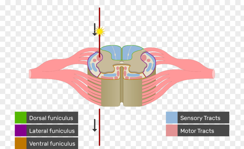 Spinal Cord White Matter Nerve Tract Anatomy Medulla Oblongata PNG