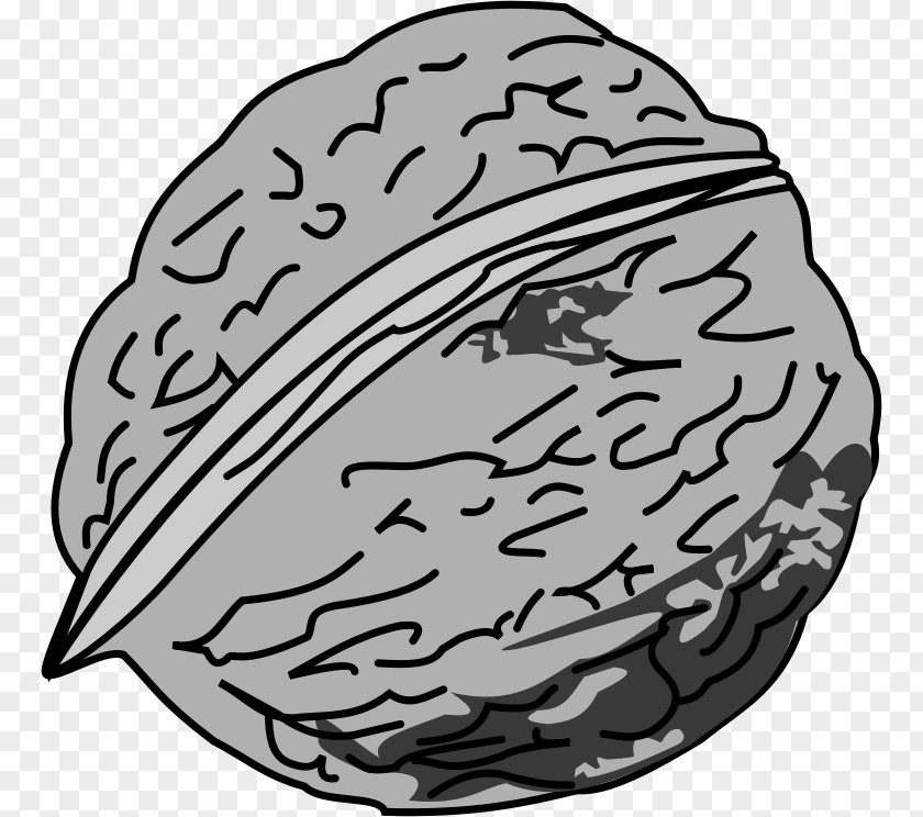 Walnut Eastern Black Clip Art PNG