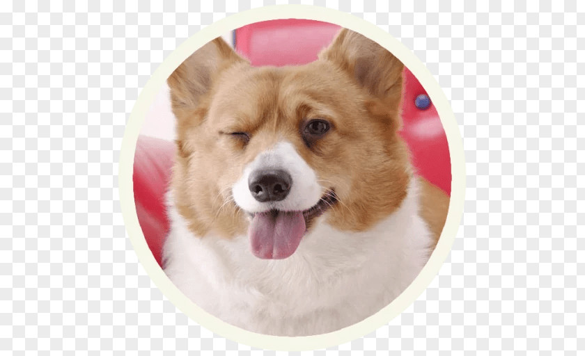 Corgi Puppy Pembroke Welsh Desktop Wallpaper Pet Working Dog PNG