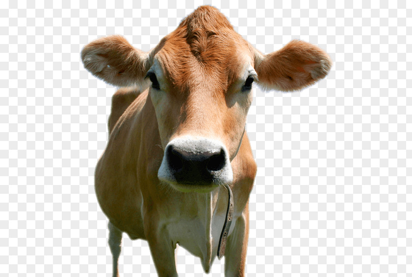 Cow Jersey Cattle Holstein Friesian Brown Swiss Calf Milk PNG