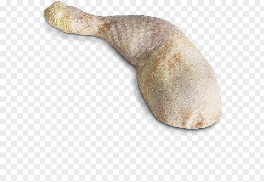 Currysauce Reptile PNG