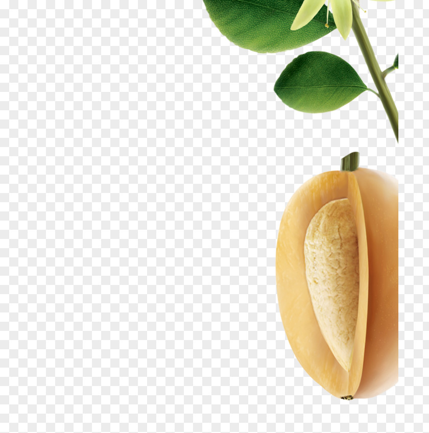 Date Palm Hair Care Dates Elasticity PNG