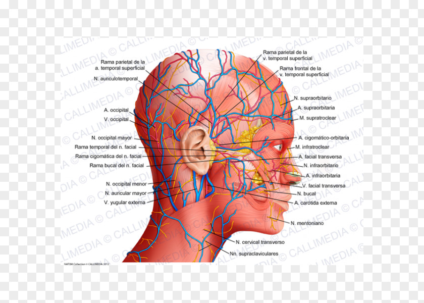 Science Human Anatomy Physiology Body Head PNG