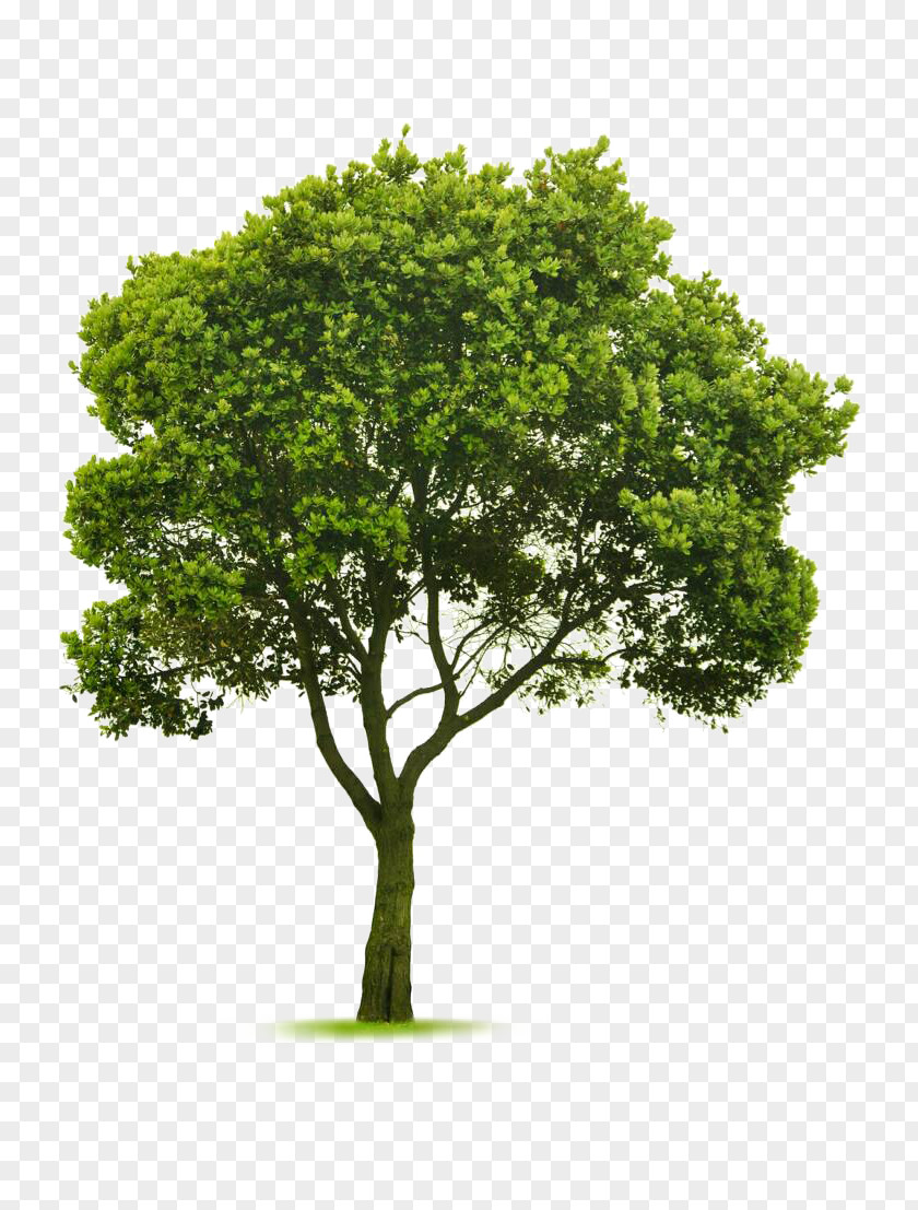 Arboles Tree Topping Landscaping Garden Pruning PNG