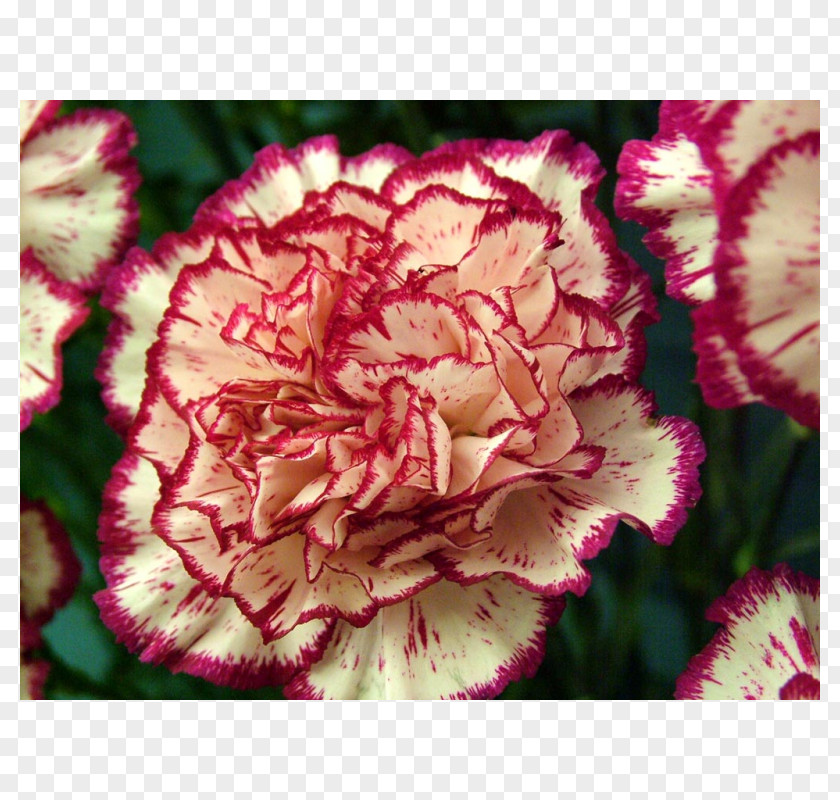Flower Growing Carnations Mexican Marigold Seed PNG