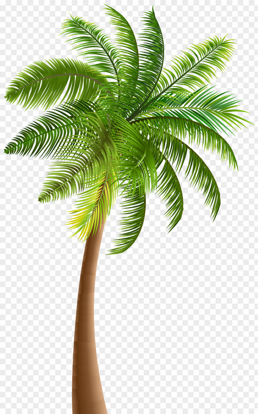 Palm Clip Art Trees PNG