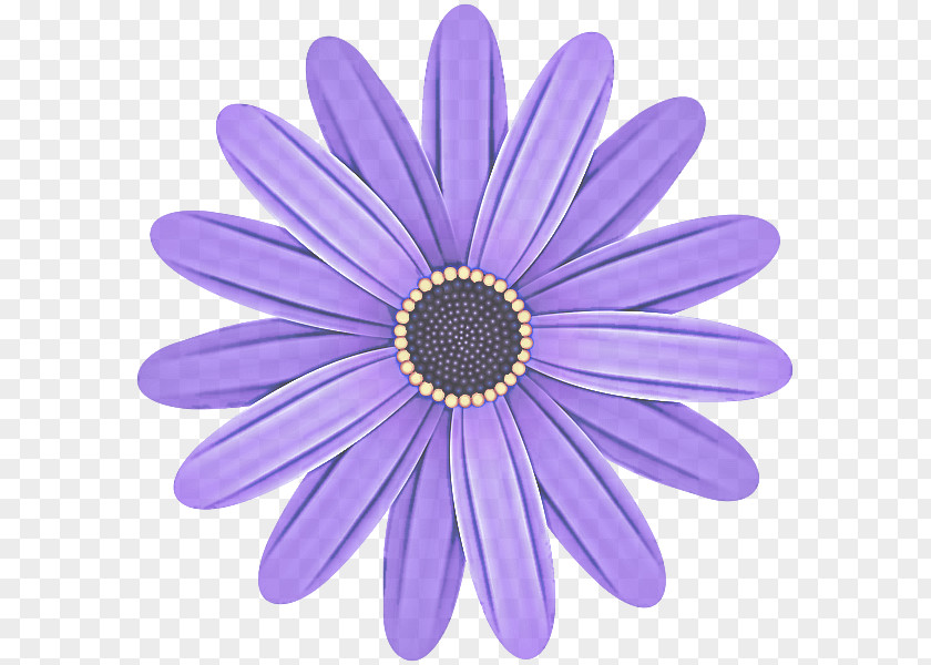 Barberton Daisy Lavender PNG